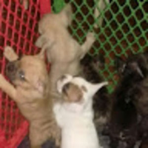 Meet your Posher, Gaeten